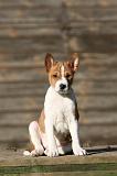 BASENJI 197